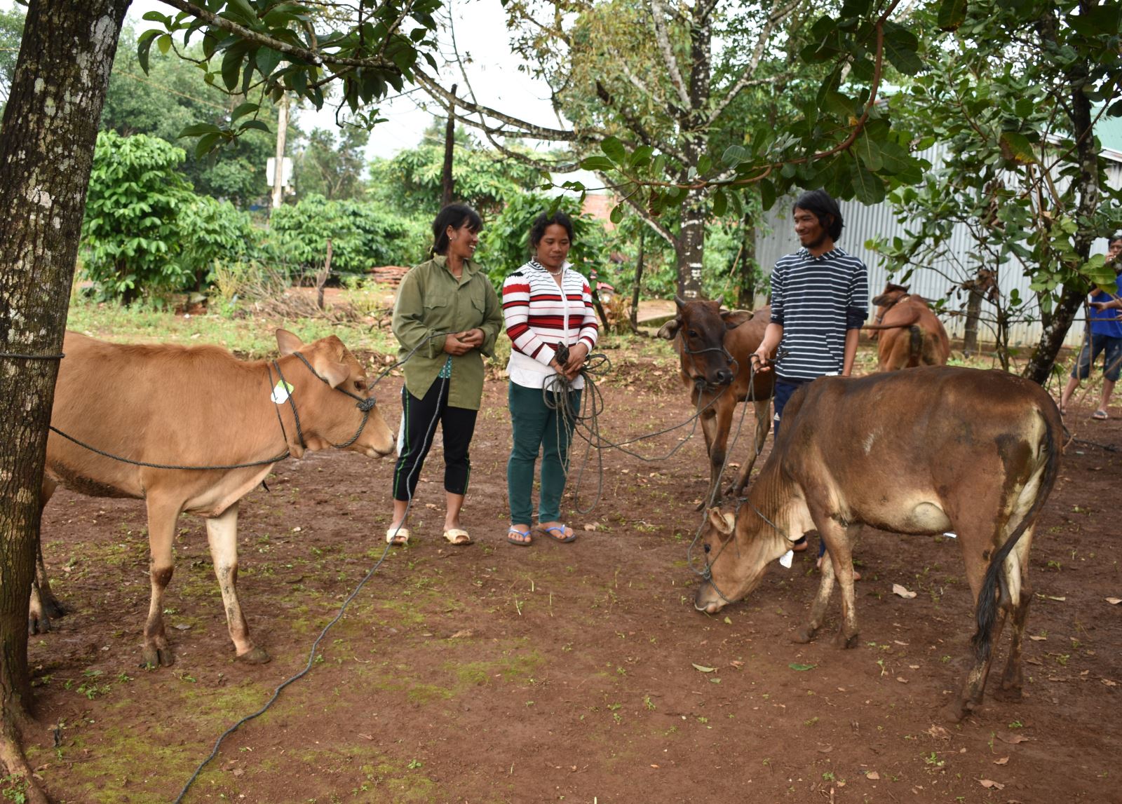 Article Hỗ trợ 10 con bò giống sinh sản cho người nghèo
