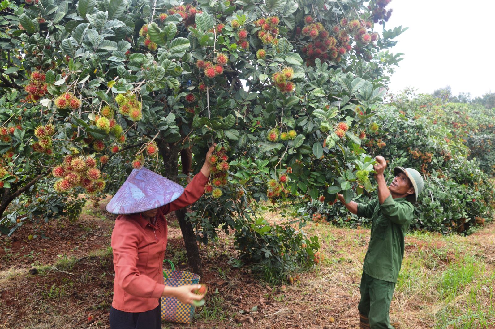 Article Ông Phạm Văn Khoa thành công với mô hình cây ăn trái