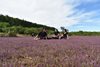 Mê mẩn cánh đồng hoa tím ở làng Yom