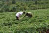 Nông dân Ia Bă thu nhập khá từ trồng khoai lang