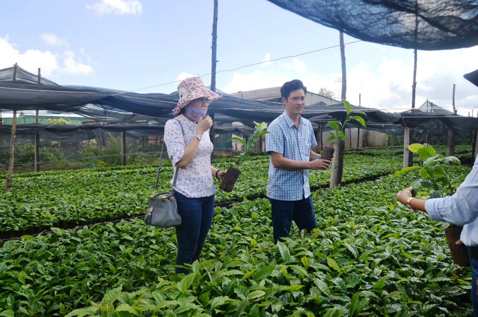 Article Hiệu quả tích cực từ triển khai dự án “hỗ trợ chương trình tái canh cà phê” ở huyện Ia Grai