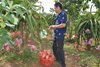 Nông dân Ia Tô phát triển cây ăn trái