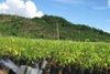 Gia Lai: Chuyển giao kỹ thuật trồng cao su tiểu điền