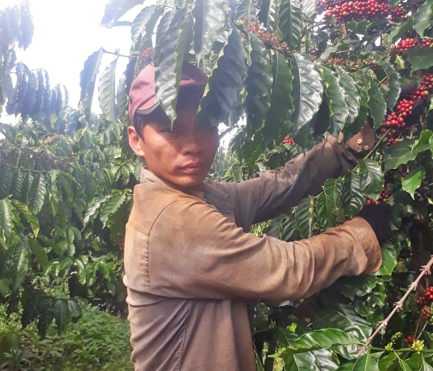 Article Gia Lai khan hiếm lao động thu hoạch cà phê