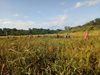 Gặt lúa giúp cho các gia đình đang cách ly
