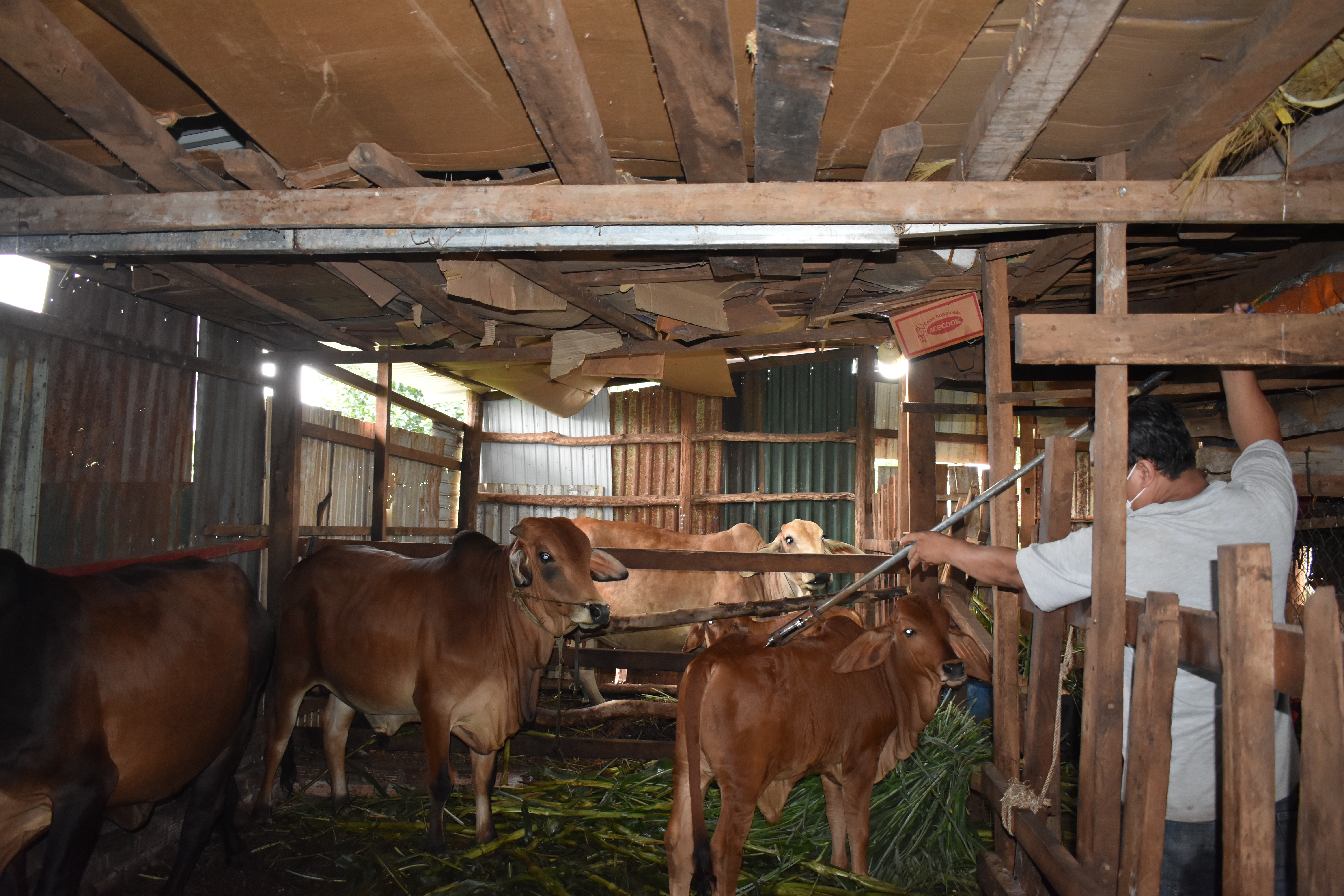 Article Ia Grai quyết tâm ngăn chặn dịch bệnh Viêm da nổi cục trên đàn trâu, bò